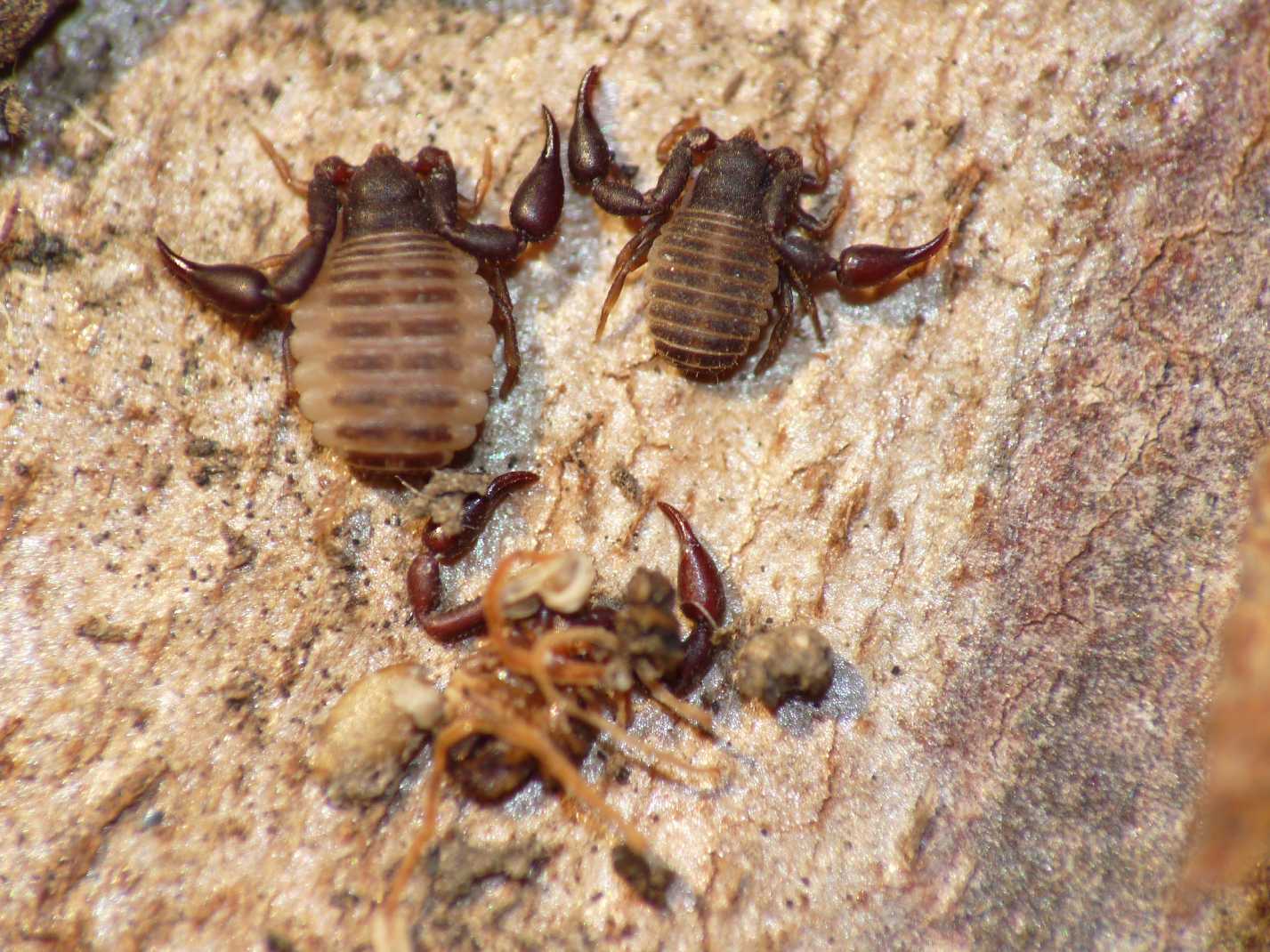 Cannibalismo tra pseudoscorpioni?